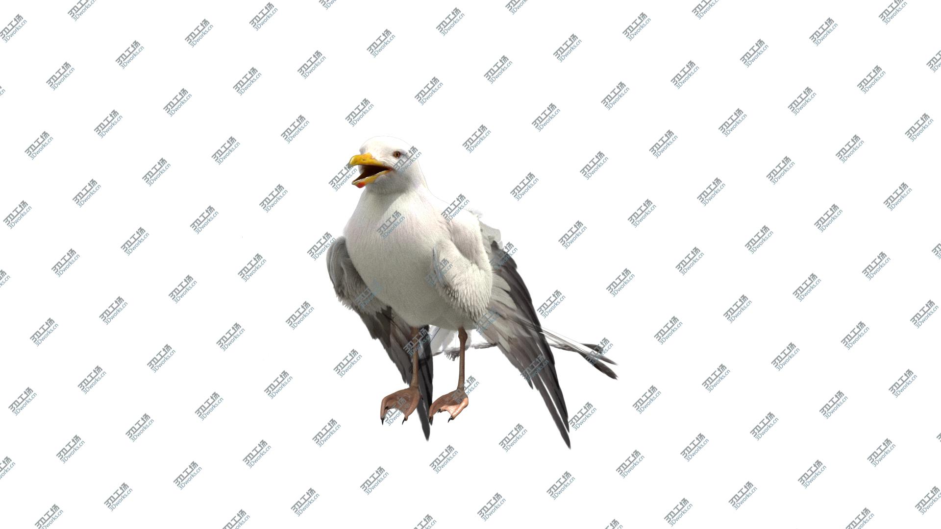 images/goods_img/20210113/3D model Seagull Fur Animated Rigged/5.jpg